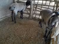 Schafe (Partie, Geschlecht nicht angegeben), Merino sheep — Foto 6