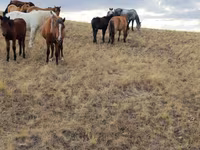 Caballos (lote, sexo no especificado), Caballos — foto 3
