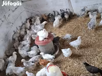 Chickens — الصورة 5