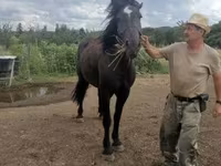 Mare, Međimurje horse — photo 2