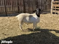 Kos, Dorper sheep — 4. fotó