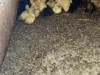 Ducks — foto 4
