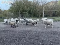 Kos, White Suffolk sheep — 1. fotó