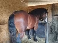 Cheval, Chevaux — photo 1