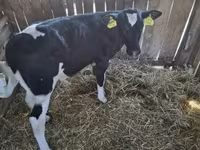 Bull, Russian Black pied cattle — photo 2