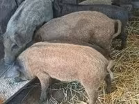 Pigs (batch, sex not specified), Мангалица — photo 3