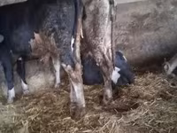 Bull, Russian Black pied cattle — photo 6