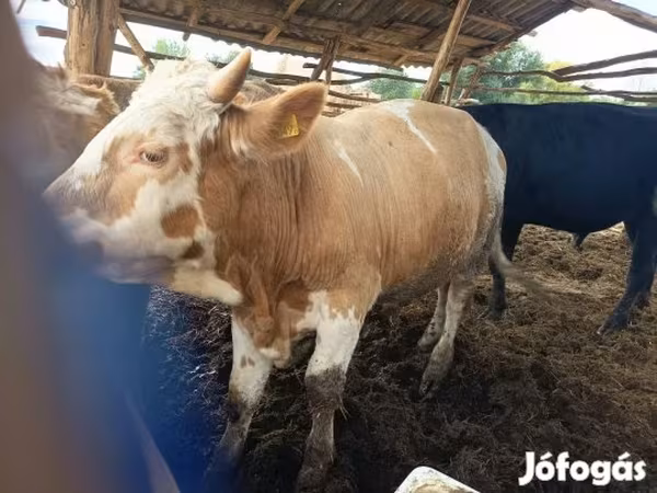 ثور, Simmental cattle