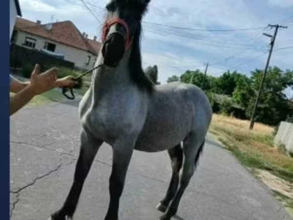 Hing, Lovak — Magyarország