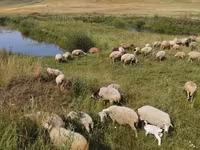 Oveja, Balbas sheep — foto 3