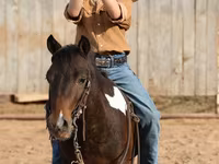 Caballo, Pinto horses — foto 7