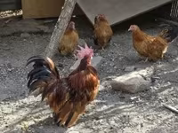 Chickens — photo 2