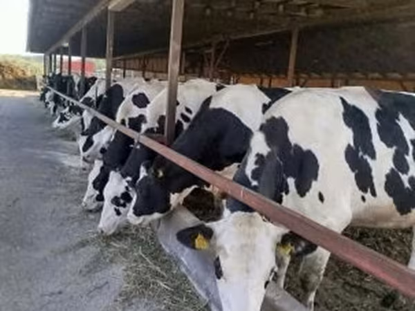 Tehén, Holstein fajta — Magyarország