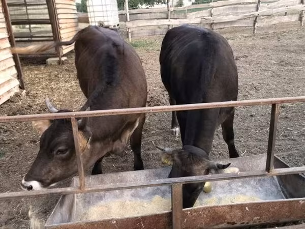 Cow, Brown Carpathian breed — Hungary