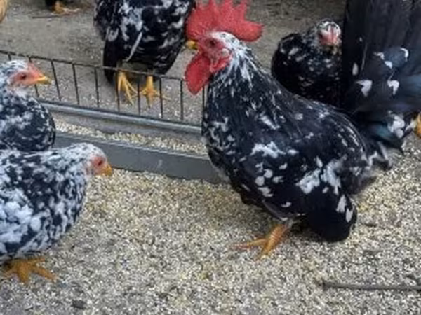 Chickens — Hungary