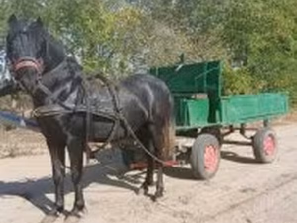 公马, Horses