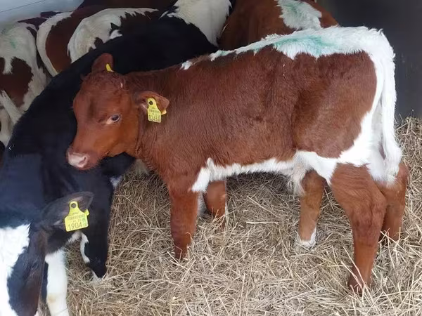 Býk, Simmental cattle