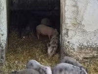 Schweine (Partie, Geschlecht nicht angegeben), Вьетнамская вислобрюхая — Foto 1
