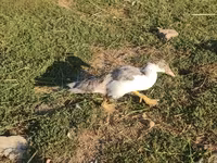 Ducks — zdjęcie 4