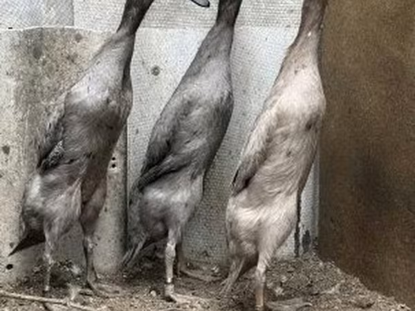Индийский бегун