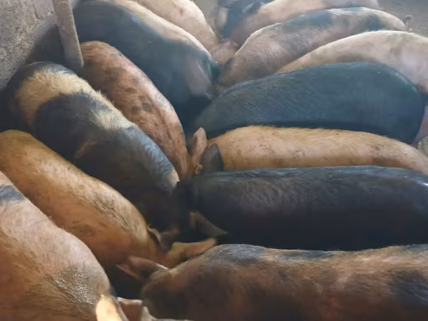 Boar, Pigs