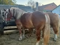 Kanca, Hungarian horse breed — 2. fotó
