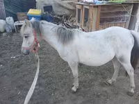 Mare, Horses — photo 6