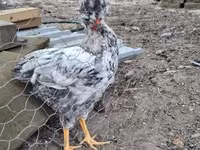 Chickens — 8-сурет