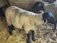 Widder, White Suffolk sheep — Foto 5