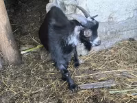 Cabro, Cabras — foto 2