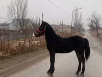 Hing, Friesian — 2. fotó