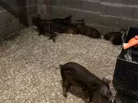 Boar — photo 2