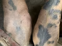 猪（批次，未指定性别） — 照片 1