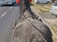 Kůň, Koně — foto 1