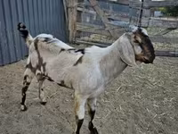 Kozel, Nubian Goat — foto 3