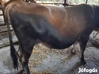 सांड, जर्सी नस्ल — फ़ोटो 2