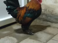 ياكيدو — الصورة 4