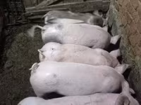 Säue, Schweine — Foto 2