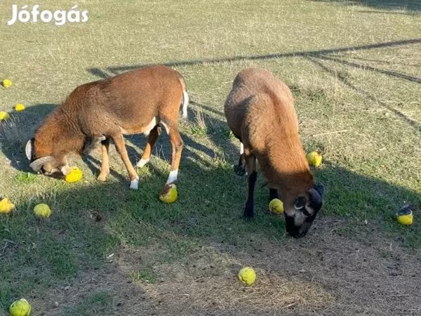 Kos, Cameroon sheep — Magyarország