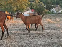 Ziegenbock, Alpine goat — Foto 4