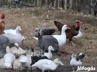 Ducks — Foto 2