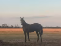 घोड़ा, Nonius horse — फ़ोटो 1