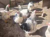 Brahma — photo 8