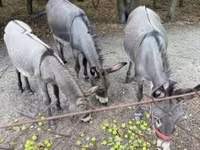 Jument, Chevaux — photo 2