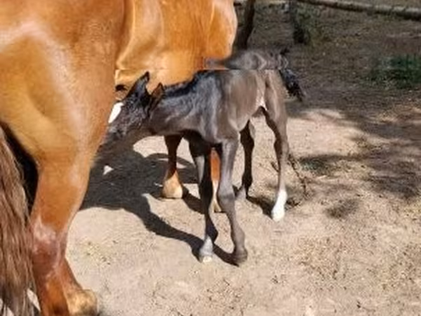 母马, Horses