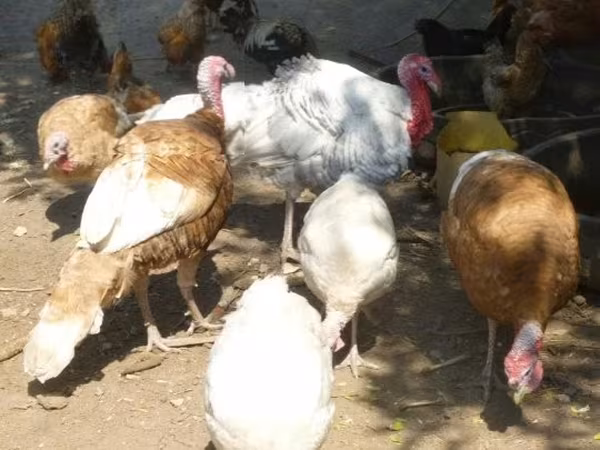 Turkeys — Maďarsko