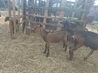 公山羊, Nubian Goat — 照片 4