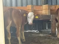Vaca, Vaca Limousin — foto 2