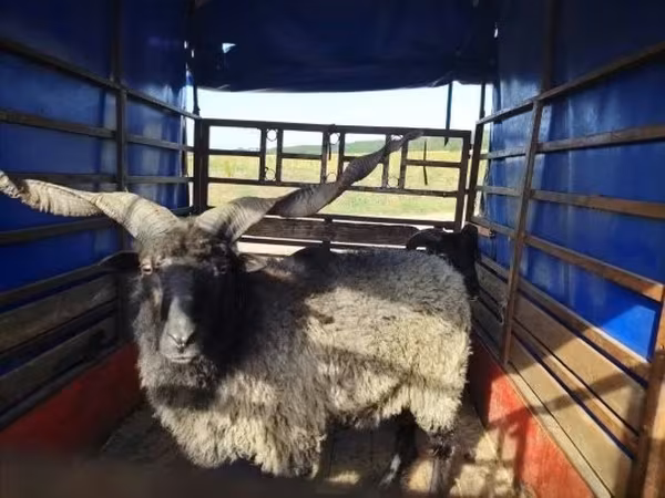 公羊, Racka sheep