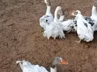 Geese — फ़ोटो 4